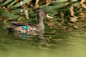 Yellow-billed Duck (Anas undulata)