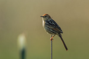 Levaillant’s Cisticola (Cisticola tinniens)