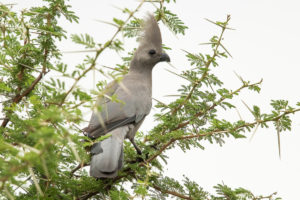 Gray Go-away-bird (Corythaixoides concolor)