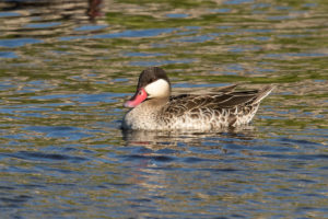 Red-billed Duck (Anas erythrorhyncha)