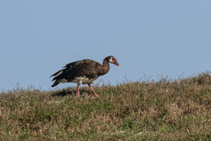 Spur-winged Goose (Plectropterus gambensis)