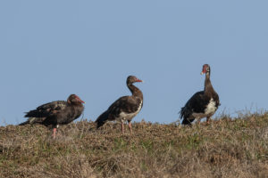 Spur-winged Goose (Plectropterus gambensis)