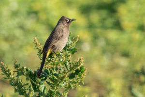 Cape Bulbul (Pycnonotus capensis)