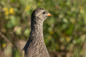 Cape Francolin (Pternistis capensis)