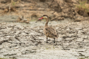 Red-billed Duck (Anas erythrorhyncha)