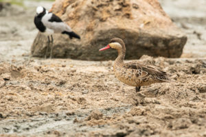 Red-billed Duck (Anas erythrorhyncha)