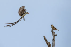 Pin-tailed Whydah (Vidua macroura)