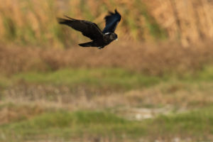 White-necked Raven (Corvus albicollis)