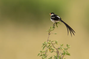 Pin-tailed Whydah (Vidua macroura)