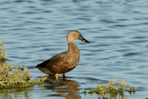 Cape Shoveler (Spatula smithii)