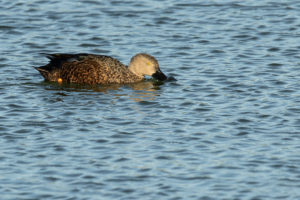 Cape Shoveler (Spatula smithii)