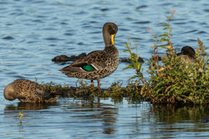 Yellow-billed Duck (Anas undulata)