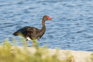 Spur-winged Goose (Plectropterus gambensis)