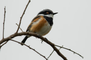 Cape Batis (Batis capensis)