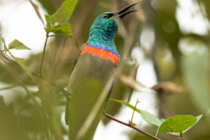 Southern Double-collared Sunbird (Cinnyris chalybeus)