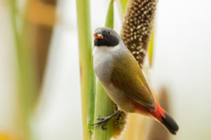 Swee Waxbill (Coccopygia melanotis)