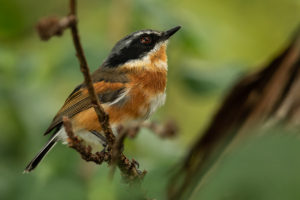 Cape Batis (Batis capensis)