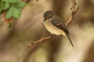 African Dusky Flycatcher (Muscicapa adusta)