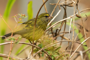 Forest Canary (Crithagra scotops)