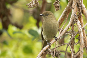 Sombre Greenbul (Andropadus importunus)