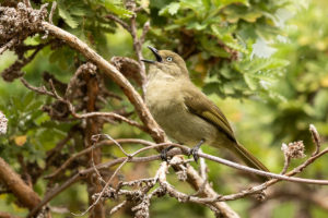 Sombre Greenbul (Andropadus importunus)