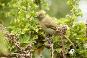 Sombre Greenbul (Andropadus importunus)