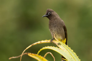 Cape Bulbul (Pycnonotus capensis)