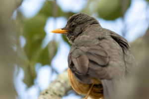 Olive Thrush (Turdus olivaceus)