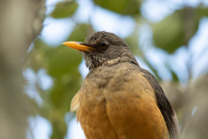 Olive Thrush (Turdus olivaceus)