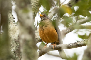 Olive Thrush (Turdus olivaceus)