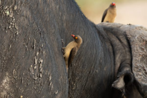 Red-billed Oxpecker (Buphagus erythrorynchus)