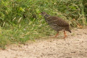 Natal Francolin (Pternistis natalensis)