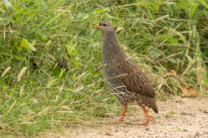 Natal Francolin (Pternistis natalensis)