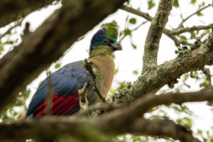 Purple-crested Turaco (Tauraco porphyreolophus)