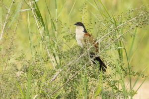 Senegal Coucal (Centropus senegalensis)