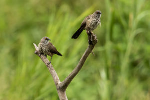 Arrow-marked Babbler (Turdoides jardineii)