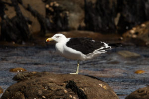 Kelp Gull (Larus dominicanus)