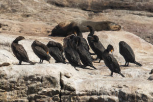 Cape Cormorant (Phalacrocorax capensis)