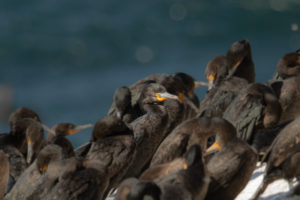 Cape Cormorant (Phalacrocorax capensis)