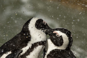 African Penguin (Spheniscus demersus)