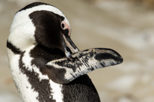 African Penguin (Spheniscus demersus)