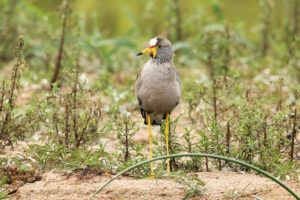 White-headed Lapwing (Vanellus albiceps)