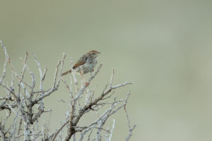 Red-headed Cisticola (Cisticola subruficapilla)