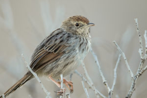 Red-headed Cisticola (Cisticola subruficapilla)