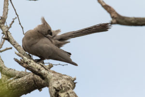 Gray Go-away-bird (Corythaixoides concolor)