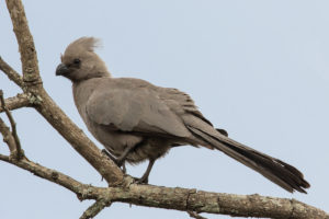 Gray Go-away-bird (Corythaixoides concolor)