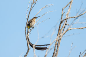 Cape Sugarbird (Promerops cafer)