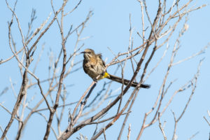 Cape Sugarbird (Promerops cafer)