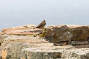 Cape Siskin (Crithagra totta)