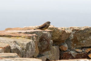 Cape Siskin (Crithagra totta)